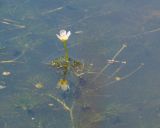 Ranunculus trichophyllus