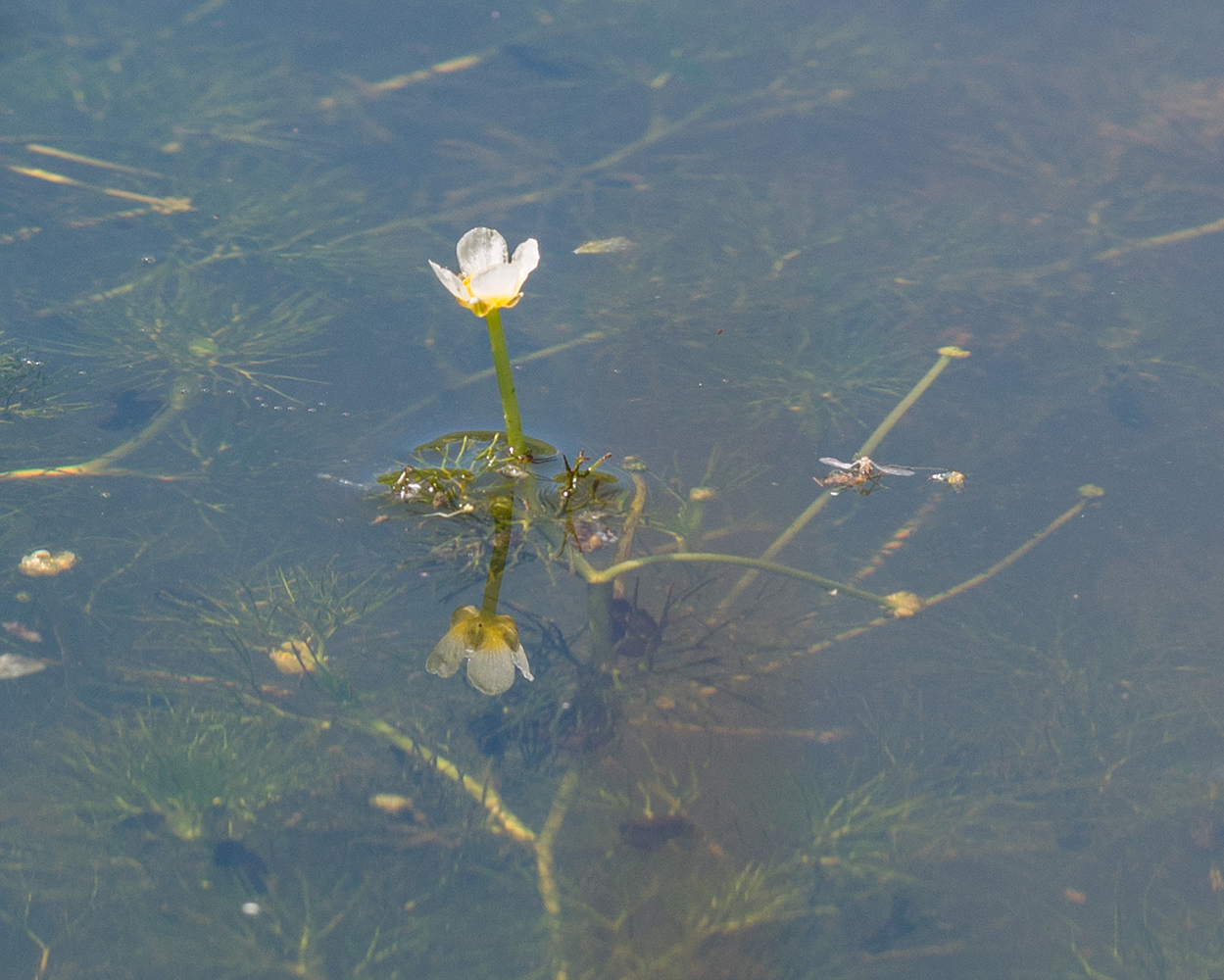 Image of Ranunculus trichophyllus specimen.