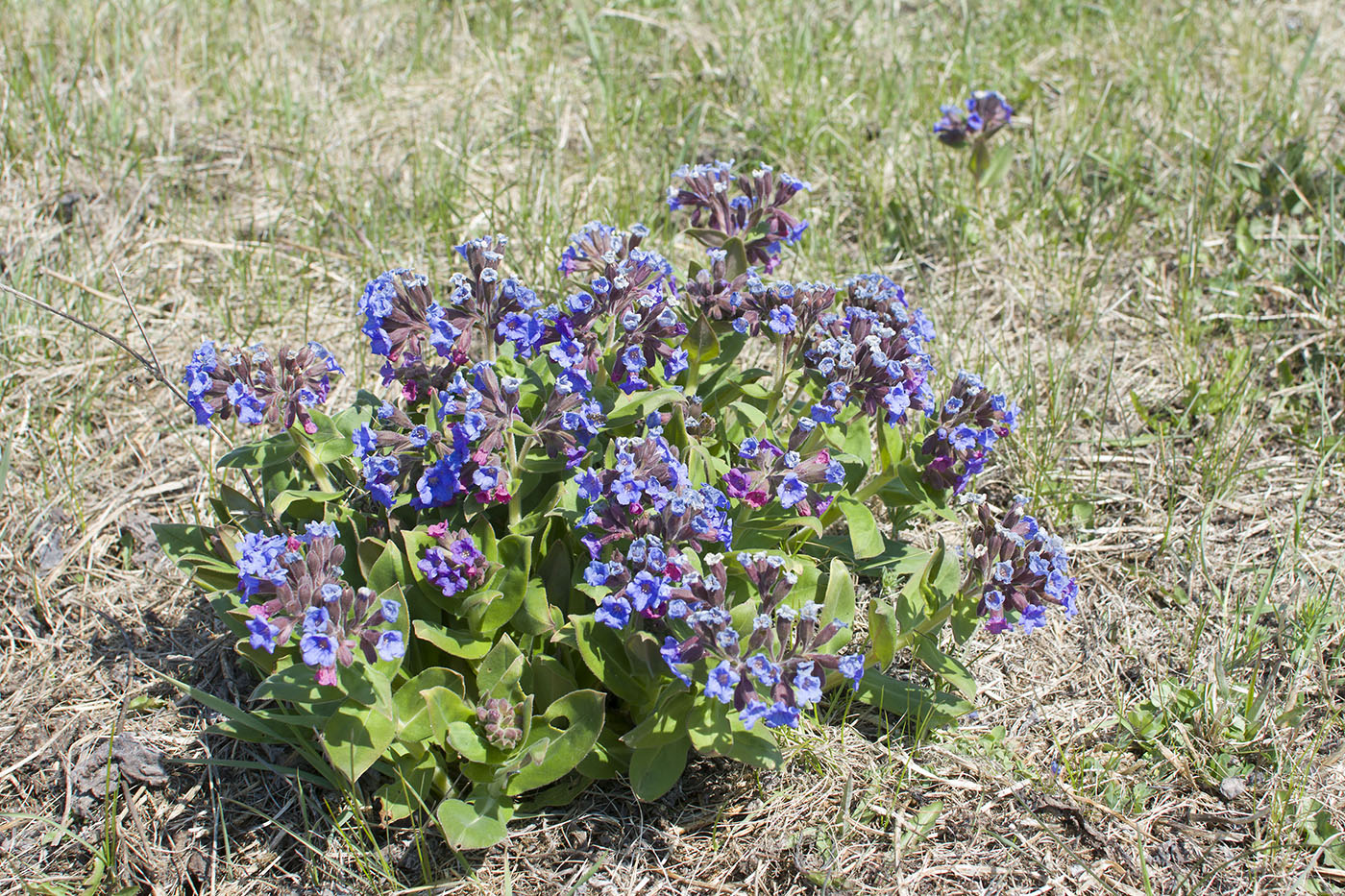 Image of Pulmonaria mollis specimen.