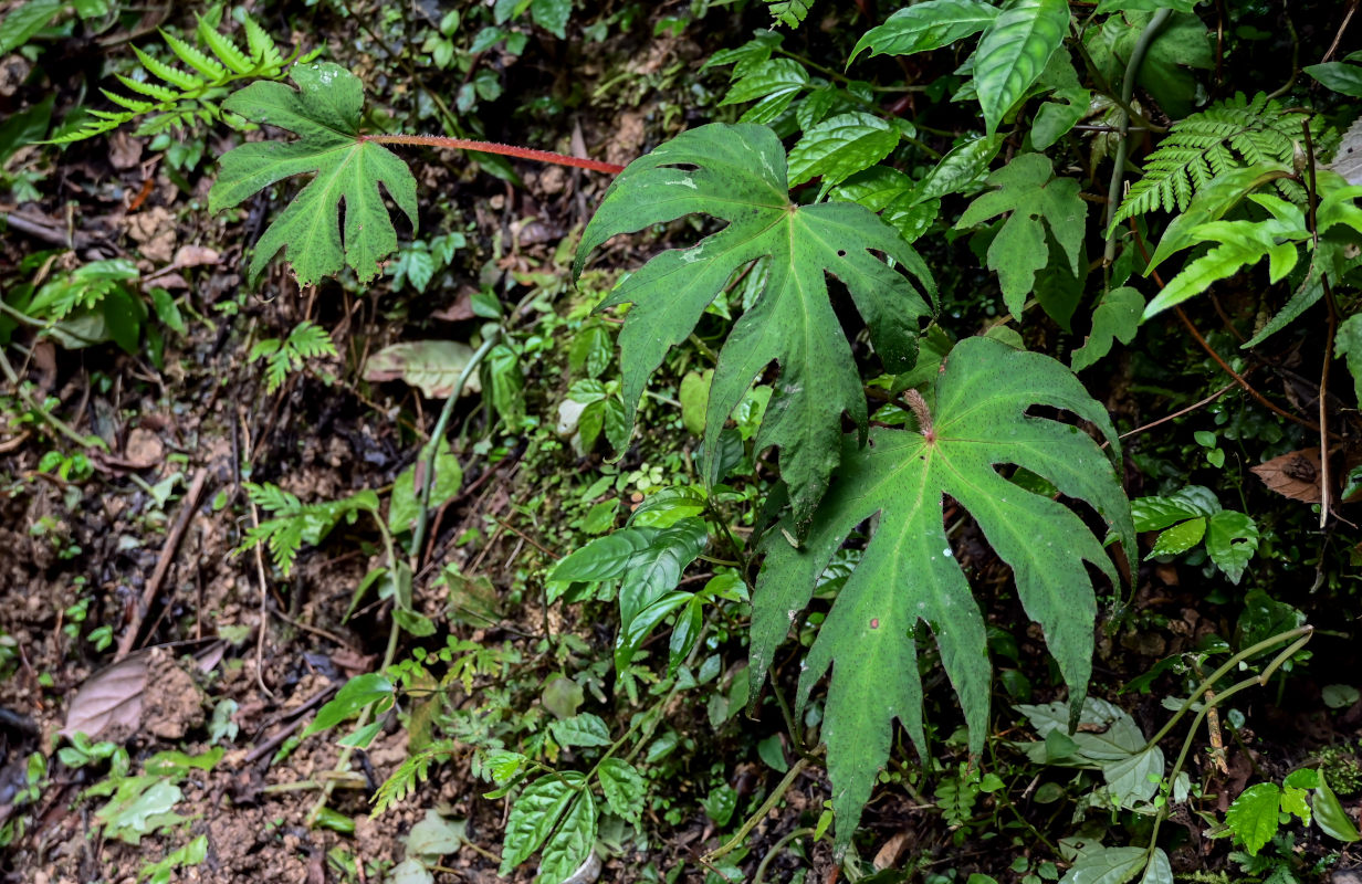 Image of genus Begonia specimen.