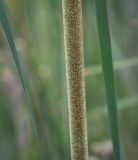 Typha angustifolia. Часть женского соцветия. Пермский край, г. Пермь, Кировский р-н, старица. 27.07.2024.