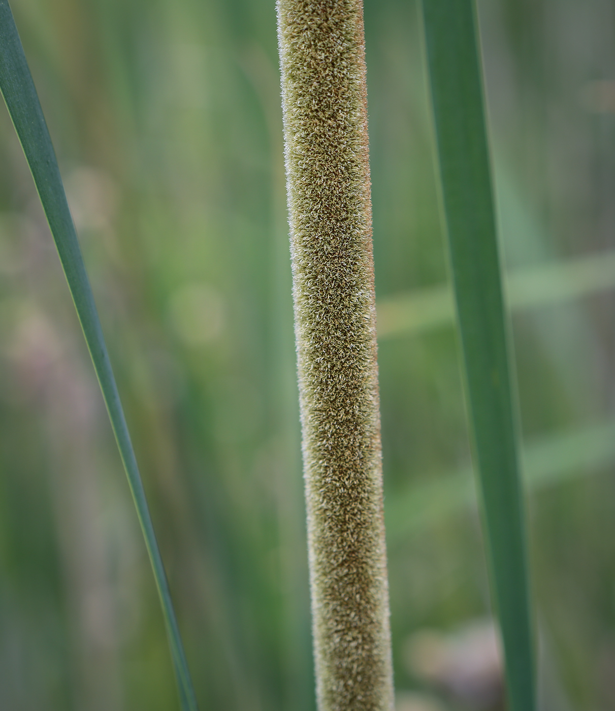 Изображение особи Typha angustifolia.