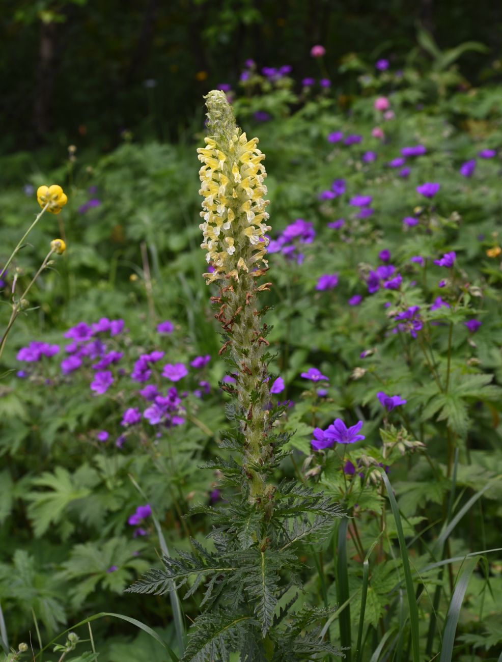 Image of Pedicularis condensata specimen.