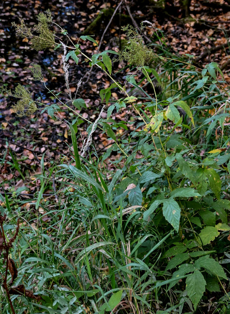 Изображение особи Filipendula ulmaria.