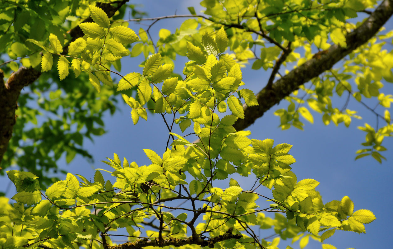 Изображение особи Zelkova carpinifolia.