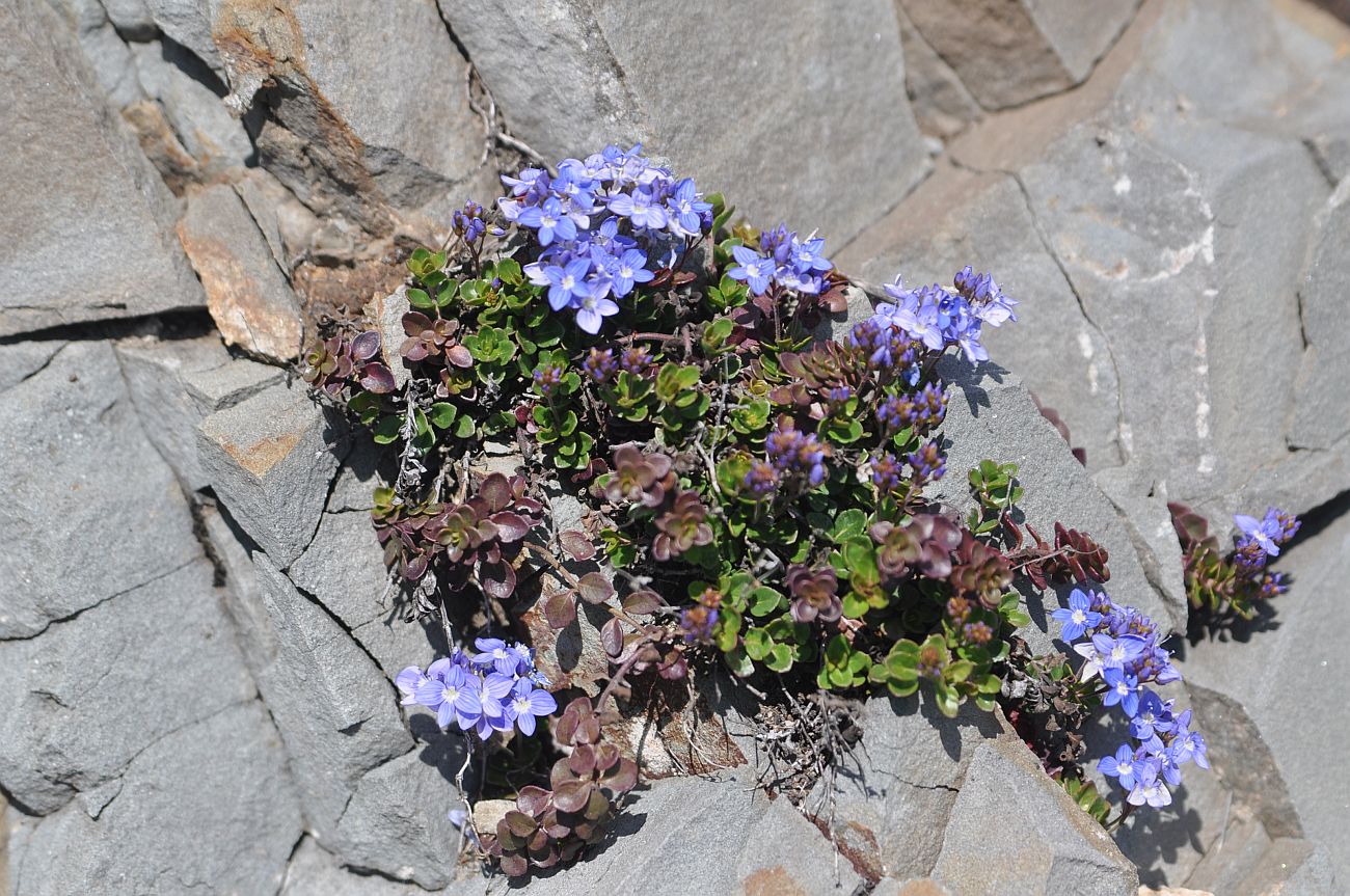 Image of genus Veronica specimen.