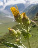 Senecio taraxacifolius. Верхушка растения с соцветиями в разной степени развития. Кабардино-Балкария, Черекский р-н, юго-восточный склон горы Эркедыген, ≈ 2600 м н.у.м., скальное обнажение. 30.07.2024.