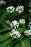 Allium ursinum. Соцветия и листья. Тульская обл., окр. пос. Дубна, березняк в направлении дер. Ивановка. 30.05.2008.