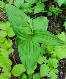 Epipactis helleborine