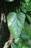 Hedera colchica