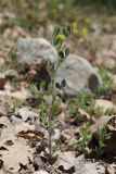 View full-size image Melilotoides brachycarpa