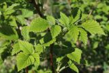 View full-size image Rubus idaeus
