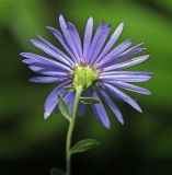 Смотреть изображение Boltonia lautureana