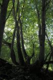 View full-size image Tilia cordata