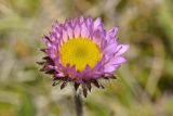 Смотреть изображение Erigeron thunbergii