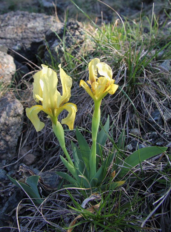 Изображение особи Iris lutescens.