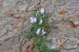View full-size image Astragalus levieri