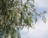 Schinus molle. Часть кроны цветущего дерева. Израиль, г. Кармиэль, уличное озеленение. 15.02.2011.