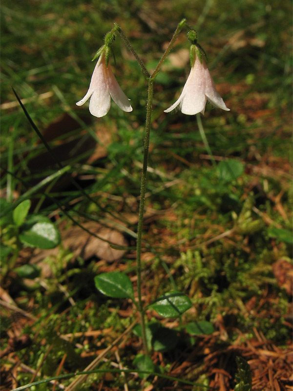 Image of Linnaea borealis specimen.