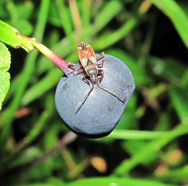 Image of Vaccinium myrtillus specimen.