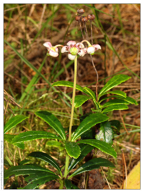 Image of Chimaphila umbellata specimen.