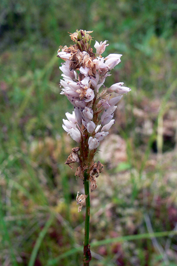 Image of Bistorta officinalis specimen.