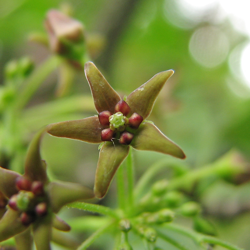 Image of Vincetoxicum scandens specimen.