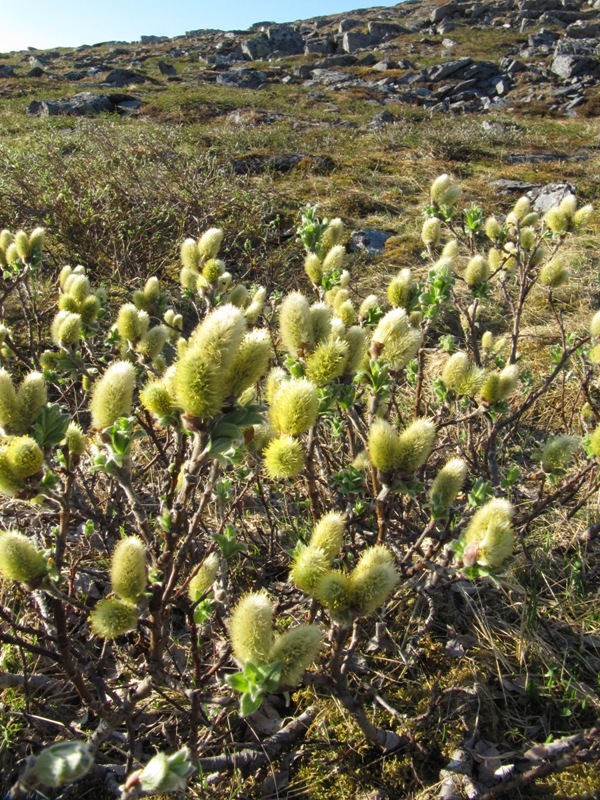 Image of Salix lanata specimen.