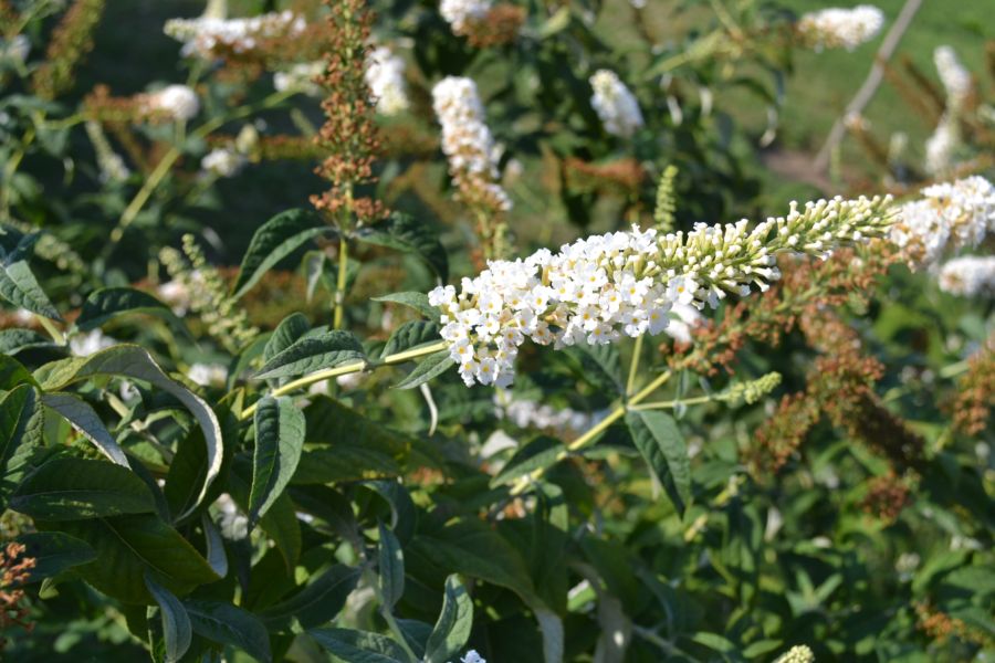 Image of genus Buddleja specimen.