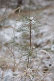 Pinus sylvestris