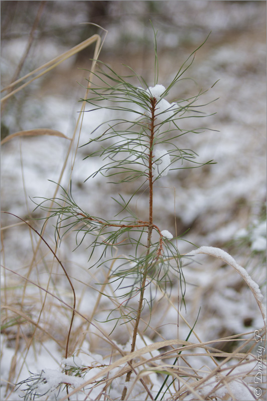 Изображение особи Pinus sylvestris.