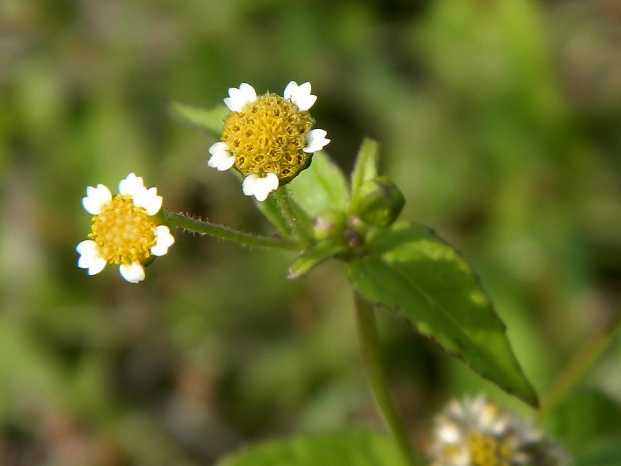 Image of Galinsoga parviflora specimen.