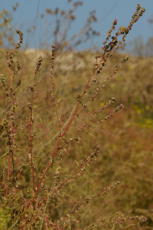 Image of Atriplex tatarica specimen.