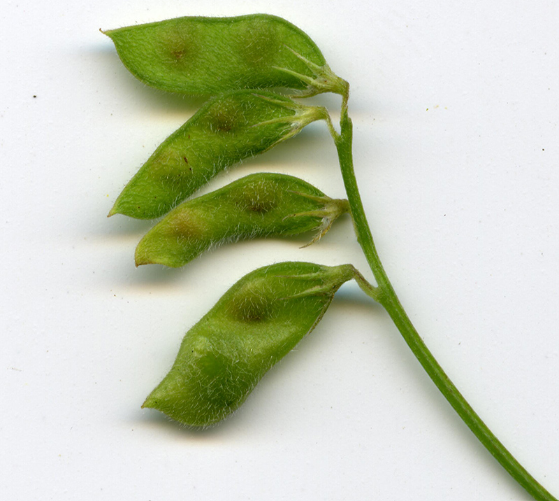 Image of Vicia hirsuta specimen.