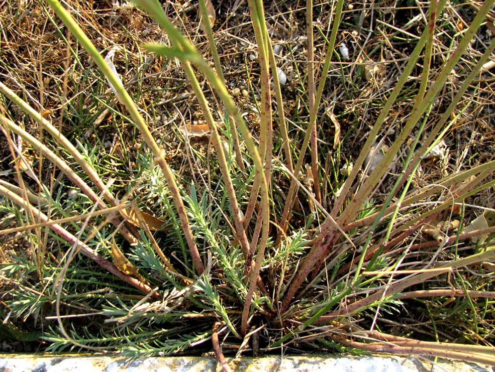 Image of Euphorbia seguieriana specimen.