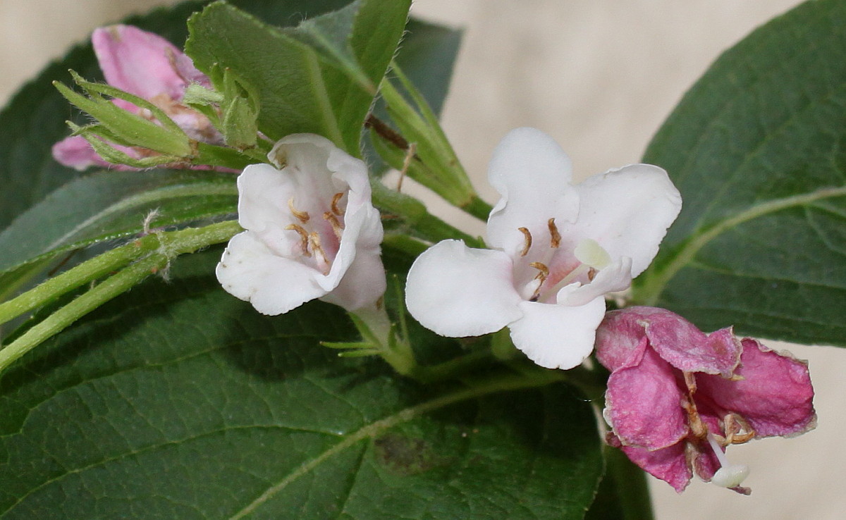 Image of Weigela florida specimen.