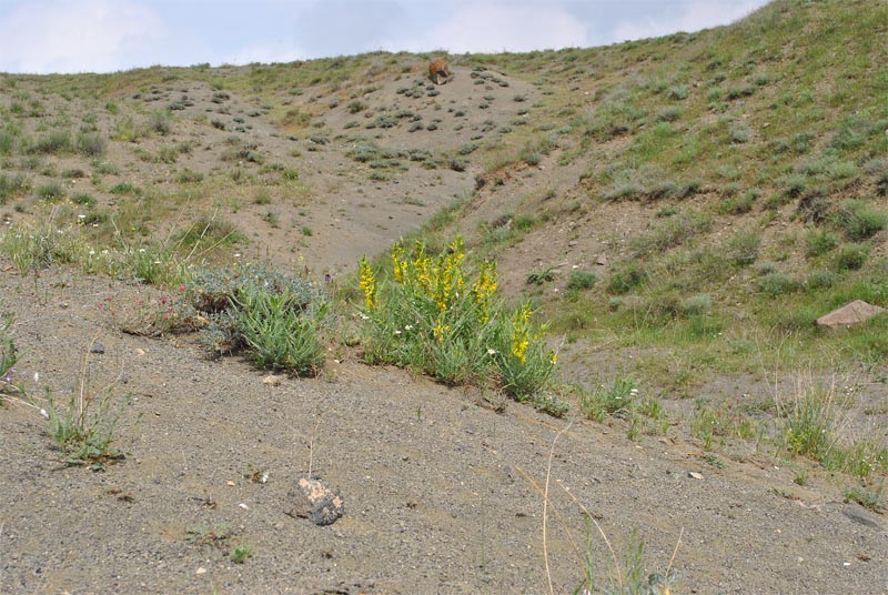 Изображение особи Astragalus caraganae.