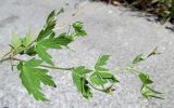 Geranium sibiricum. Верхушка побега с завязавшимися плодами. Москва, Нескучный сад. 14.07.2012.