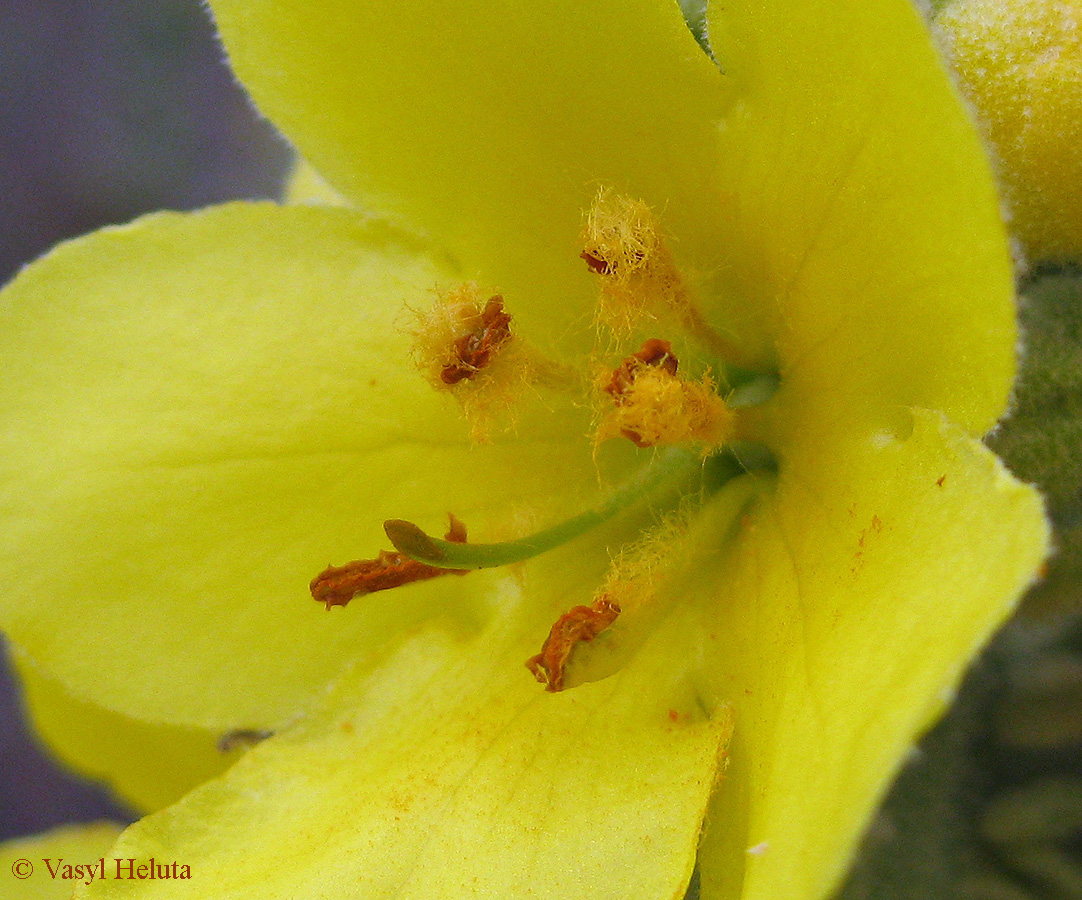 Image of Verbascum densiflorum specimen.