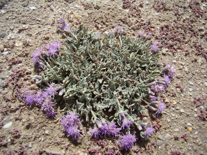 Image of Saussurea famintziniana specimen.