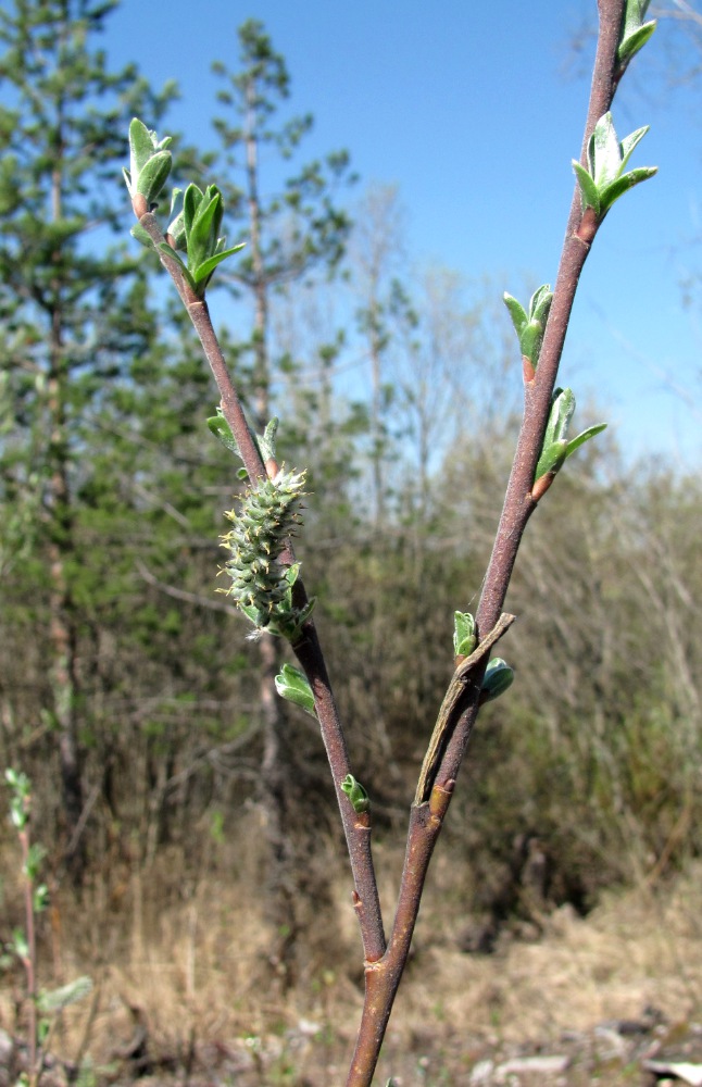 Image of Salix gmelinii specimen.