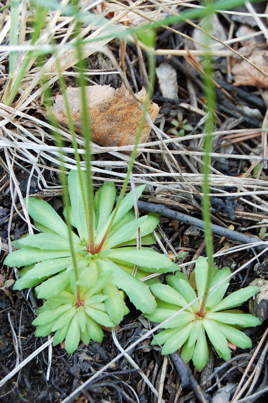 Image of Androsace septentrionalis specimen.