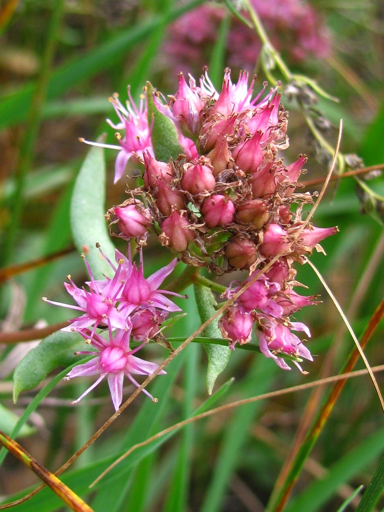 Изображение особи Hylotelephium triphyllum.