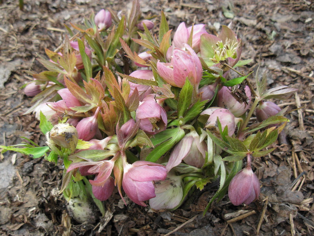 Image of Helleborus purpurascens specimen.