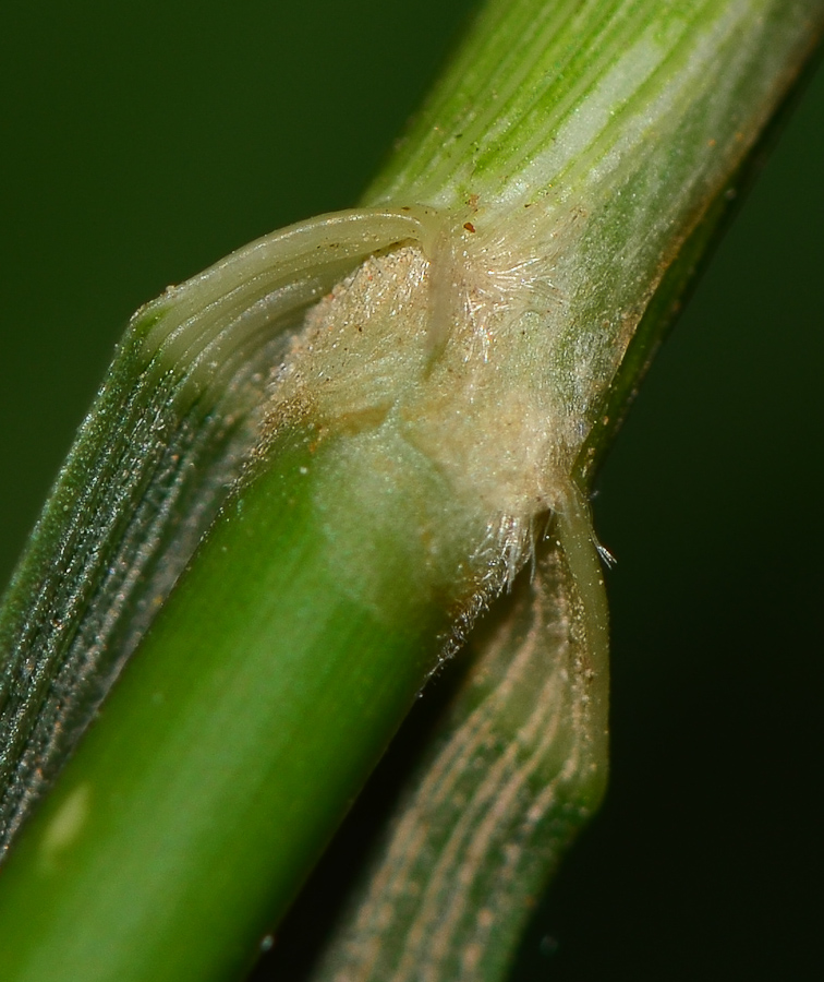 Image of Oloptum thomasii specimen.