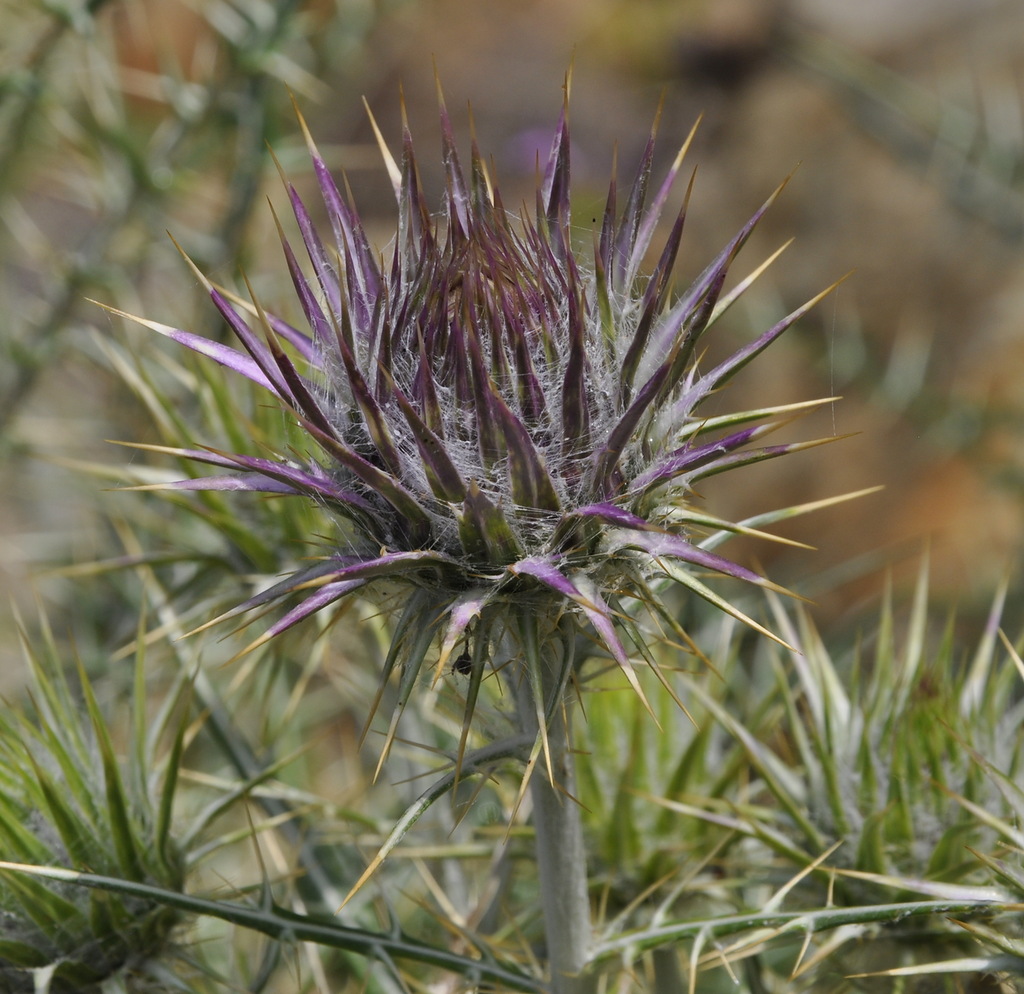 Image of Lamyra afra specimen.