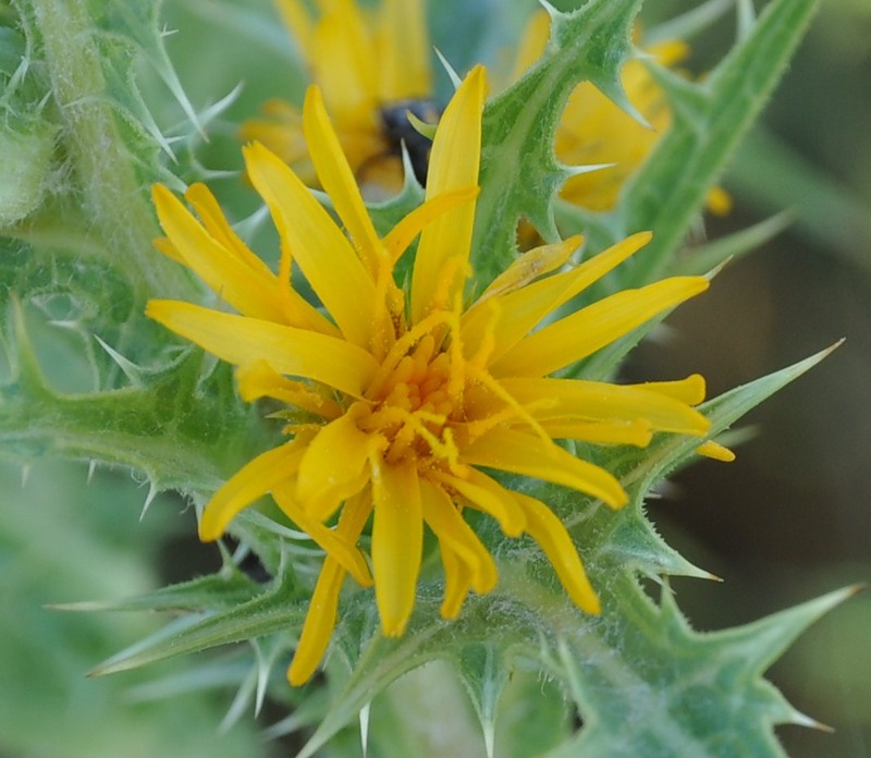 Изображение особи Scolymus hispanicus.