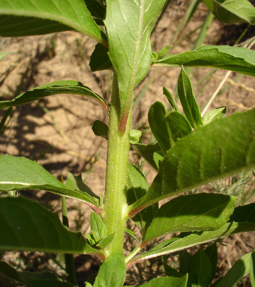 Image of Oenothera biennis specimen.