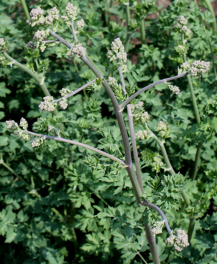 Изображение особи род Thalictrum.