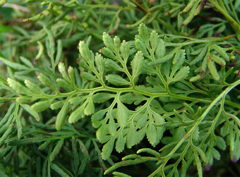 Image of Cryptogramma crispa specimen.